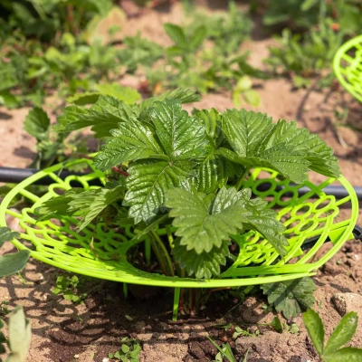 Купить Комплект для капельного полива клубники "Жук" от емкости на 40 растений (1)